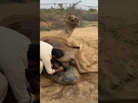 م نظ ر ريفي ج ميل ر ج ل م ن س يراث ر ي عال ج ج ام ل ه