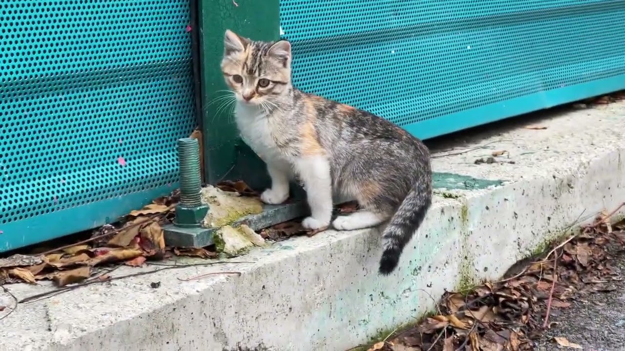 These Tiny Kittens Wouldn’t Stop Meowing — I Had to Film This