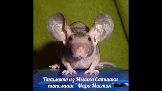 Содержание декоративных безшёрстных мышей( 8.11.2016) Содержание декоративных безшёрстных мышей( 8.11.2016)