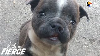 Tiny Cleftie Puppy Grows Up Into A BIG Boy - EARL GREY | The Dodo Little But Fierce