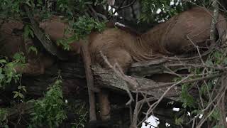 LIVE From The Nyamusingiri Gate - Queen Elizabeth National Park  | UGANDA