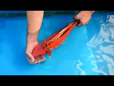 Modern Koi Blog