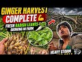 Ginger Harvest Success 💪 | Storm Chaos &amp; Radish Leaves in Farm 🌿@sanzoivlog 