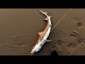 Big bait fishing today  big sand shark  dogfish  typical nyc summer fishing