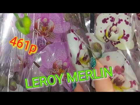 Удивительно КРАСИВЫЕ, но Очень ДЕШЕВЫЕ ОРХИДЕИ в LEROY MERLIN Краснодар