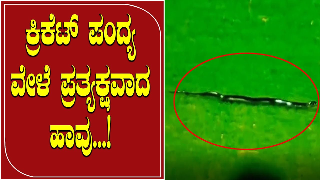 Snake interrupts cricket during  India-South Africa match