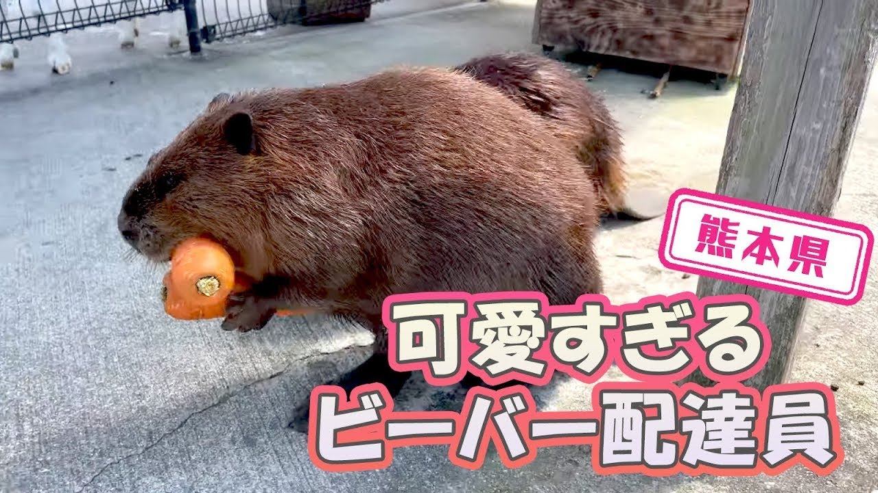 【熊本県】【思わず笑顔】阿蘇ファームランド　ふれあい動物王国