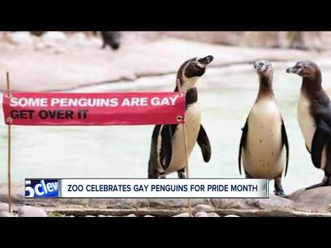 Video: London Zoo Gay Penguin Pride Celebration