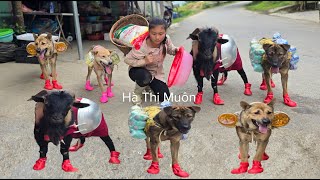 Vietnamese girl goes to market to buy shoes for dog, goat and cook for them - ha thi muon