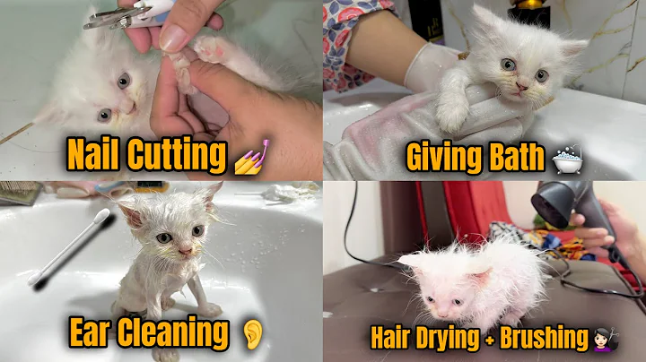 Watch the video about How to bath a kitten || Easy way to bath a Persian kitten ||