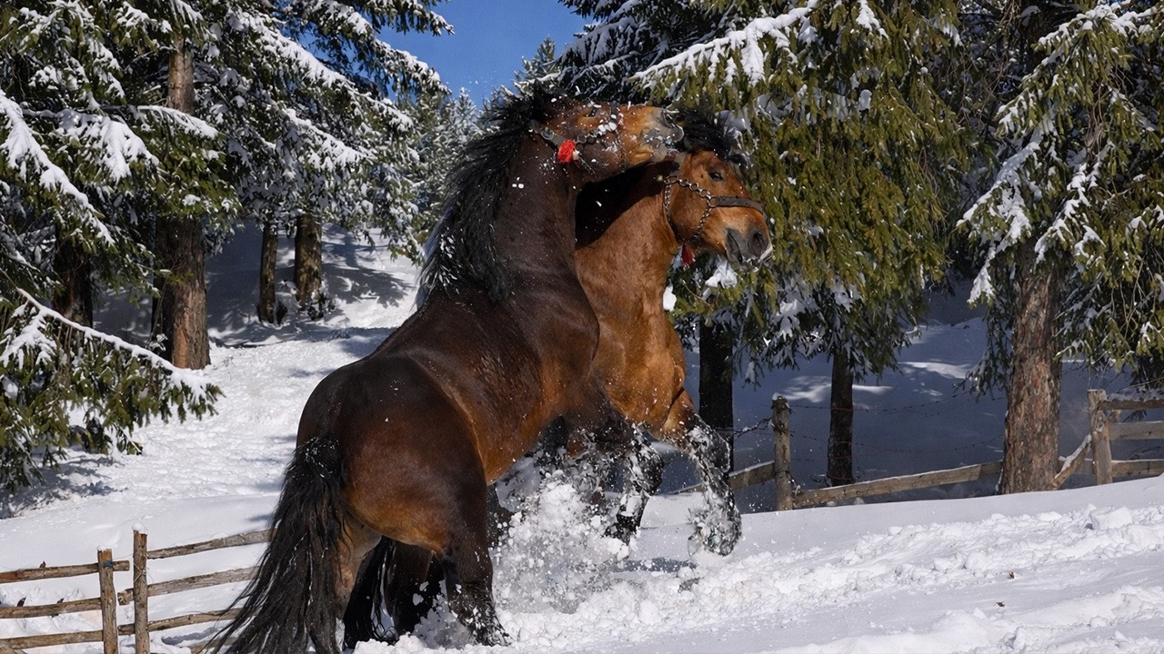 Romanija, razigrani konji u dubokom snijegu !!!
