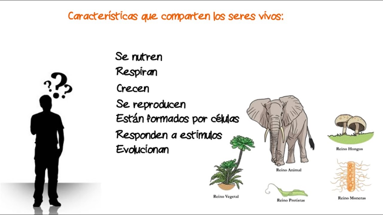 Comparación de las características comunes de los seres vivos - YouTube