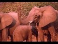 Elephants Checking In - The Story of Zambia&#39;s Wonky Tusk