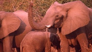 Elephants Checking In - The Story of Zambia's Wonky Tusk