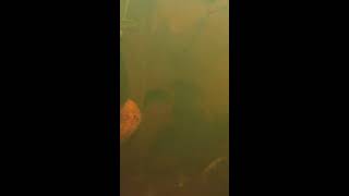 Download Lagu Betta Foerschi Spawning Download Lagu Betta Foerschi Spawning