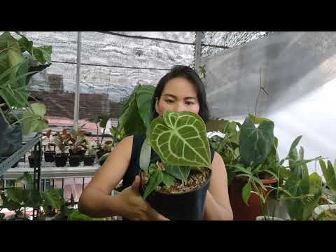 Video: Lumalagong Isang Philodendron