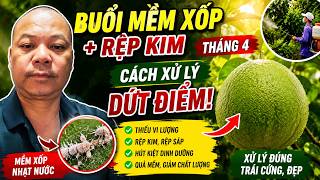 bưởi mềm quả vì thiếu vi lượng? Cách xử lý dệp kim hiệu quả ngay trong tháng 4 screenshot 5