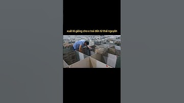 bàn giao lô giống siêu khủng cho e trai học viên #animals #duimadaothailan