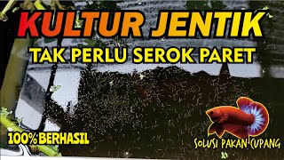 Cara termudah ternak jentik nyamuk pake air bekas cucian beras. Solusi pakan cupang.