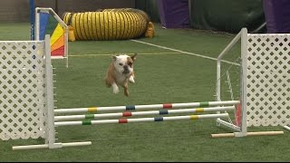 Meet Apricot, the top English bulldog in agility