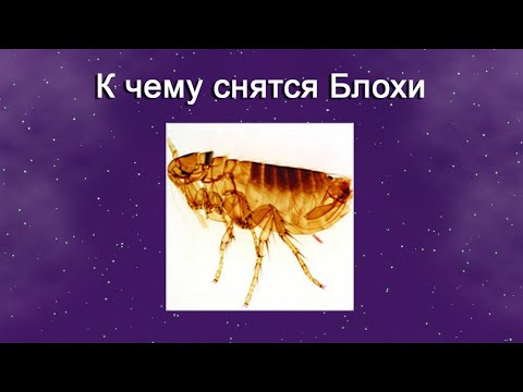 К чему снятся Блохи – толкование сна по Соннику