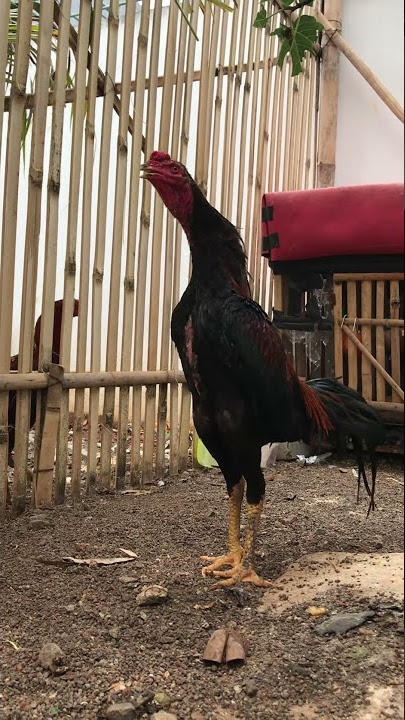 Ini dia Ternyata Cara Ayam Bangkok Berkokok