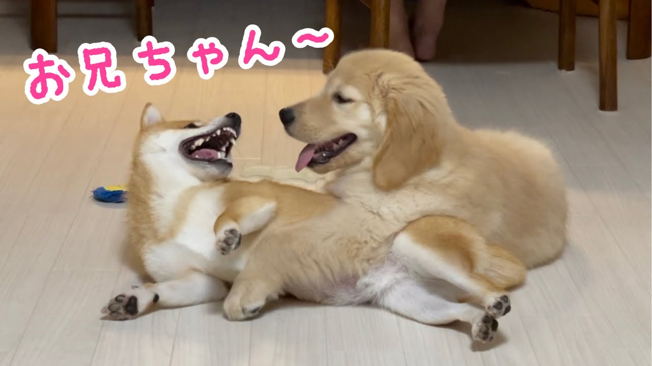 犬種も性格も違う柴犬とゴールデンレトリバーを飼ったらこうなりました Youtube