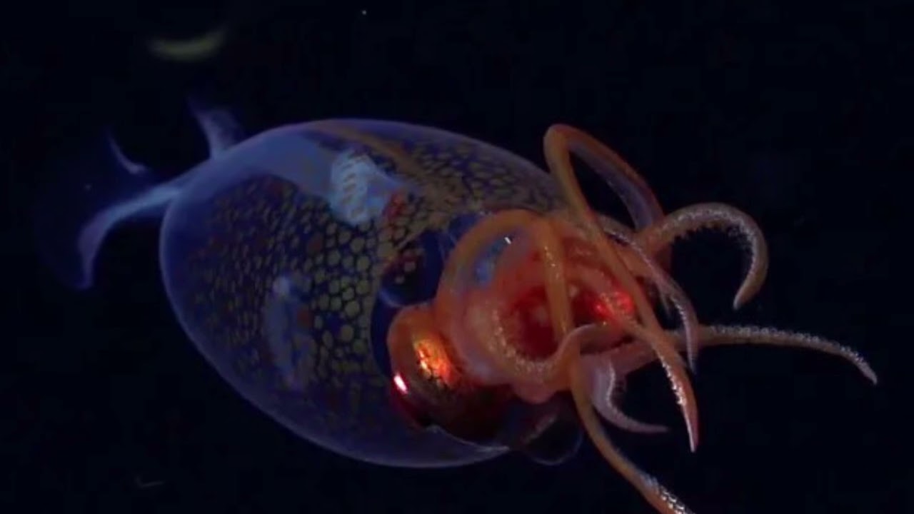 Colossal squid resembles a ‘glass sculpture’ in first footage taken from the deep sea