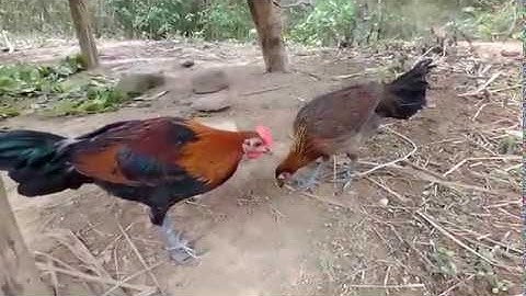 Gà rừng| Gà rừng rặc con và gà rừng lai f1.f2 || Me nyuam qaib qus thiab qaib txuam