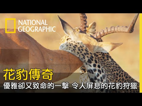 牠優雅而精準的狩獵    讓人目不轉睛【花豹傳奇】