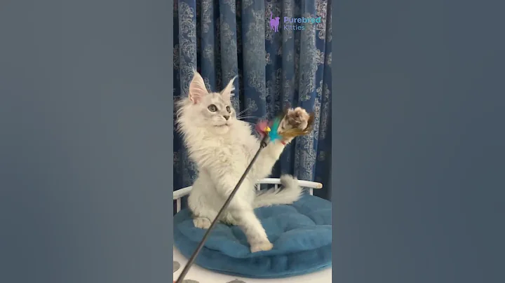 Watch the video about Meet Orlanda