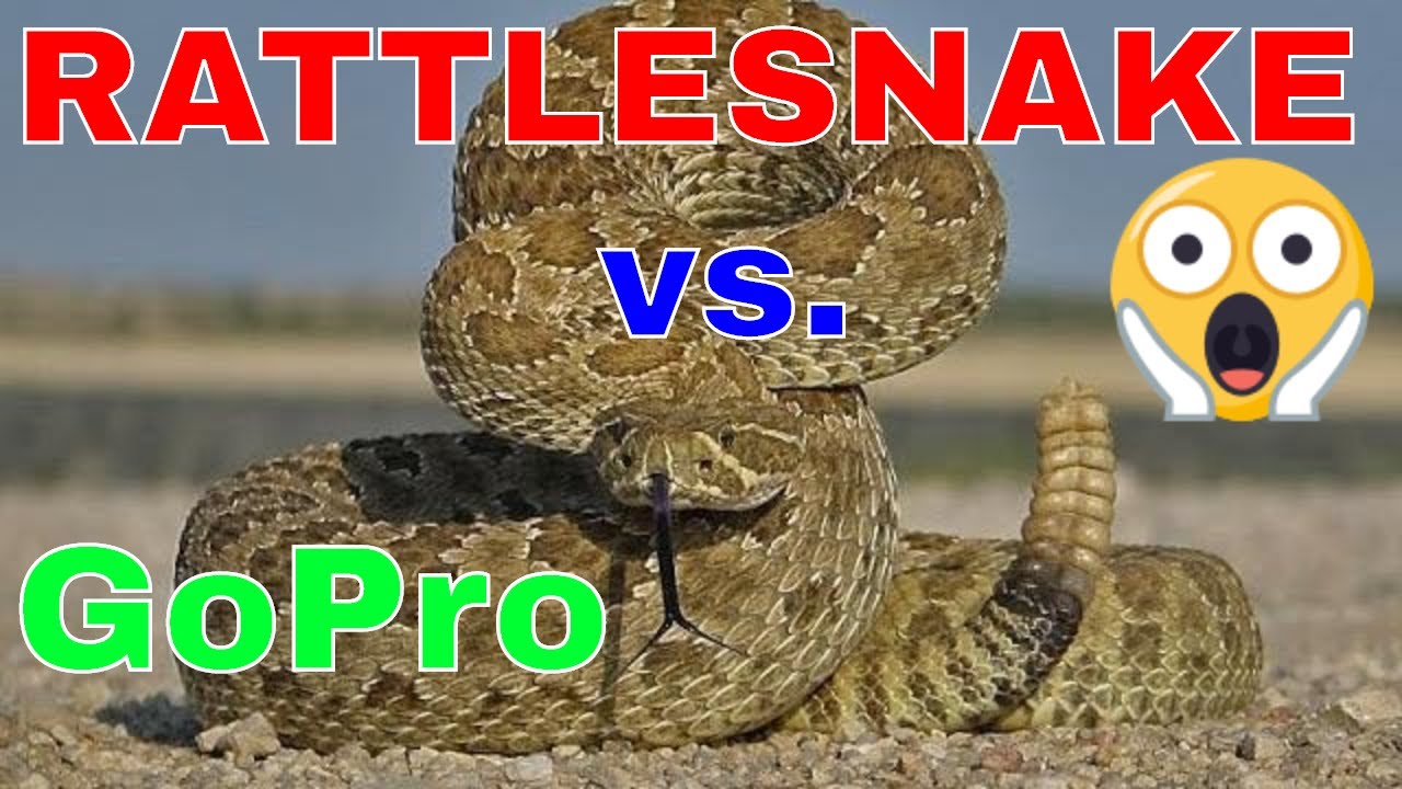 adventure academy Rattlesnake vs GoPro