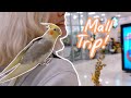 My Cockatiel Goes To The Mall!