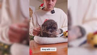 Bringing Home a Shih-Poo? Here’s What to Know First | Shih-Poo Puppies for Sale in Texas