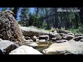 Live Pond Cam | Relaxing, bird nature wildlife 9k feet in the Colorado Rocky Mountains