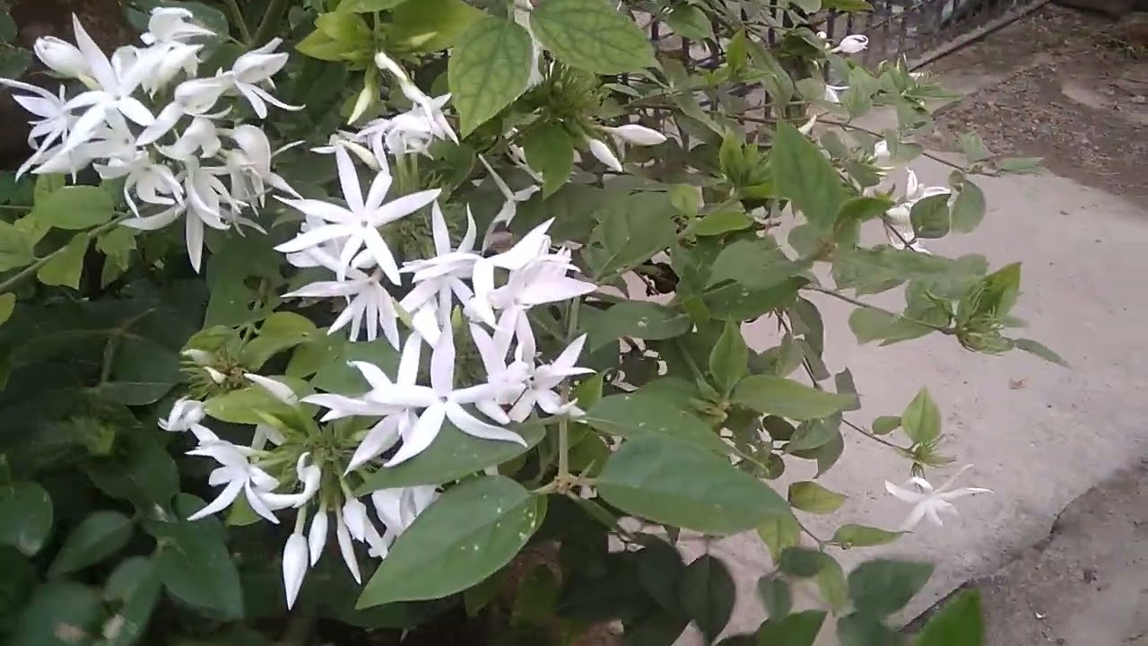 kunda flowers 🌼 winter jasmine 🌼 full flowering tips 🌼