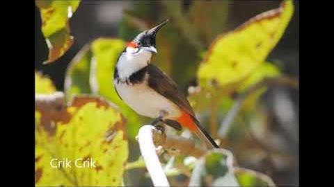 Female Red-Whiskered Bulbul Song | Birds Song - Chào Mào Mái Hót | Tiếng Chim Hót - Crik Crik
