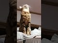 【ベンガル猫】気になるニャン💭👀✨...何が気になる❓