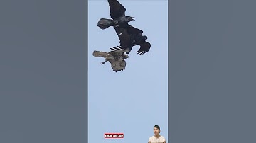 Ông vua tốc độ chim cắt bị bầy quạ đánh hội đồng