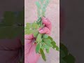 A Plant A Day #plantatree #plantinfo #traditionalfood #interestingfacts
