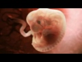 Скачать бесплатно видео развитие ребенка в утробе thumbnail