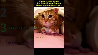 Fluffy Little Angel Lit Tiny Queen Energy Heart Melting Alert! 👑🐾#cat #catlife #pets #pet #cats
