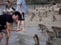Thailand Monkey Island