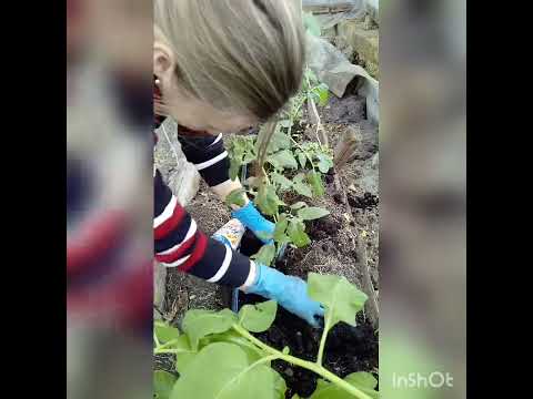 Высадка томатов в теплицу под капельный полив - YouTube