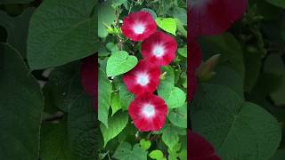 Morning glory flower Vineflower viral shots youtubeshorts DevendraNagBonsai