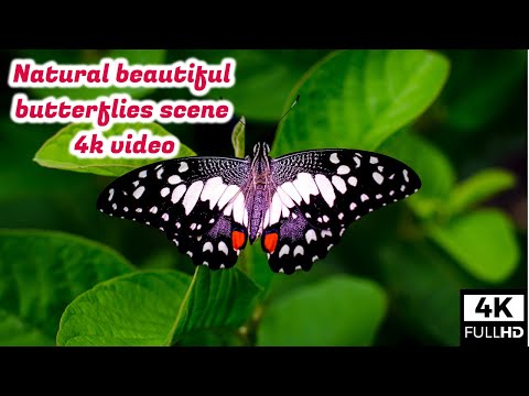 Natural beautiful butterflies scene|| 4k video|| Unique_ Info