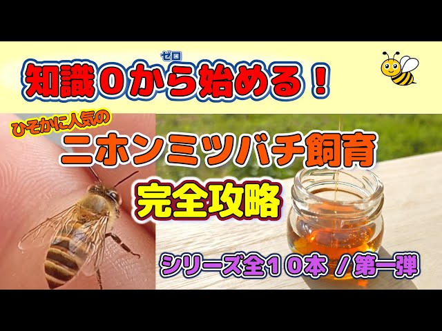 A must-see for beginners! A complete guide to Japanese honeybee