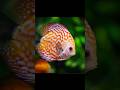 This Fish Feeds Babies With Its OWN SKIN!  #shorts #explore #trending #aquarium