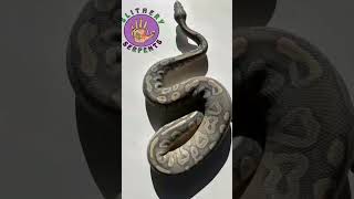 Male Mojave hypo BallPython #reptiles #snakes #ballpythons #reptilebreeder #ball #python #hypo