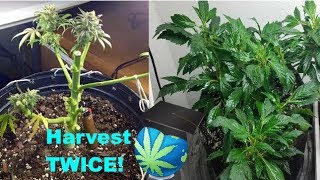 Re-vegging & MONSTERCROPPING - How To Guide